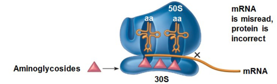<p>Enter susceptible bacteria by <strong>oxygen dependent</strong> active transport (<strong>anaerobes are impervious</strong> to aminoglycosides), bind to S30 subunit of bacterial ribosomes, misreading of genetic code on mRNA, incorporation of incorrect AAs = irreversible inhibition of protein synthesis and rapidly bactericidal</p>