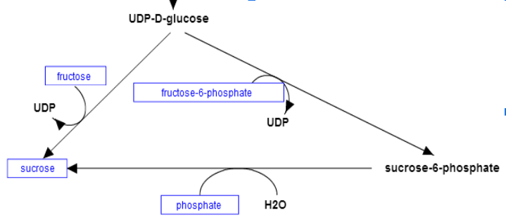 * Production of sucrose
* Fructose-6-phosphate-🡪glucose-1-phosphate --UTP---> UDP-Glucose