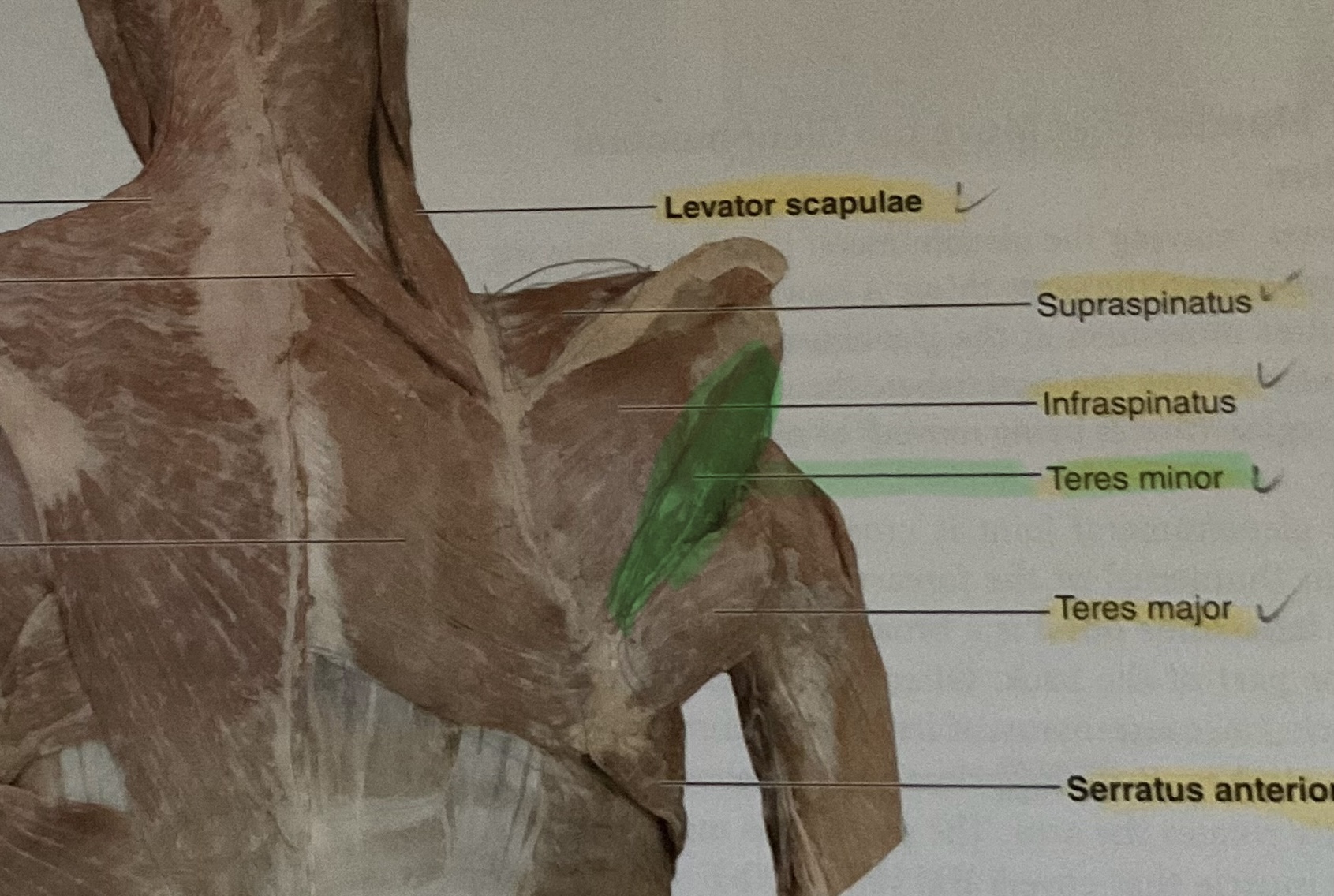 <p>Origin: Lateral border of scapula<br>Insertion: Inferior part of greater tubercle of humerus<br>Action: Laterally rotates glenohumeral joint </p>