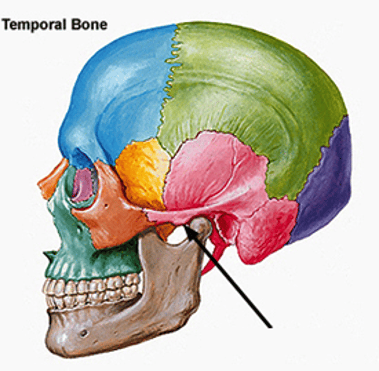 <p>Raised portion of the temporal bone just anterior to the glenoid fossa.</p>