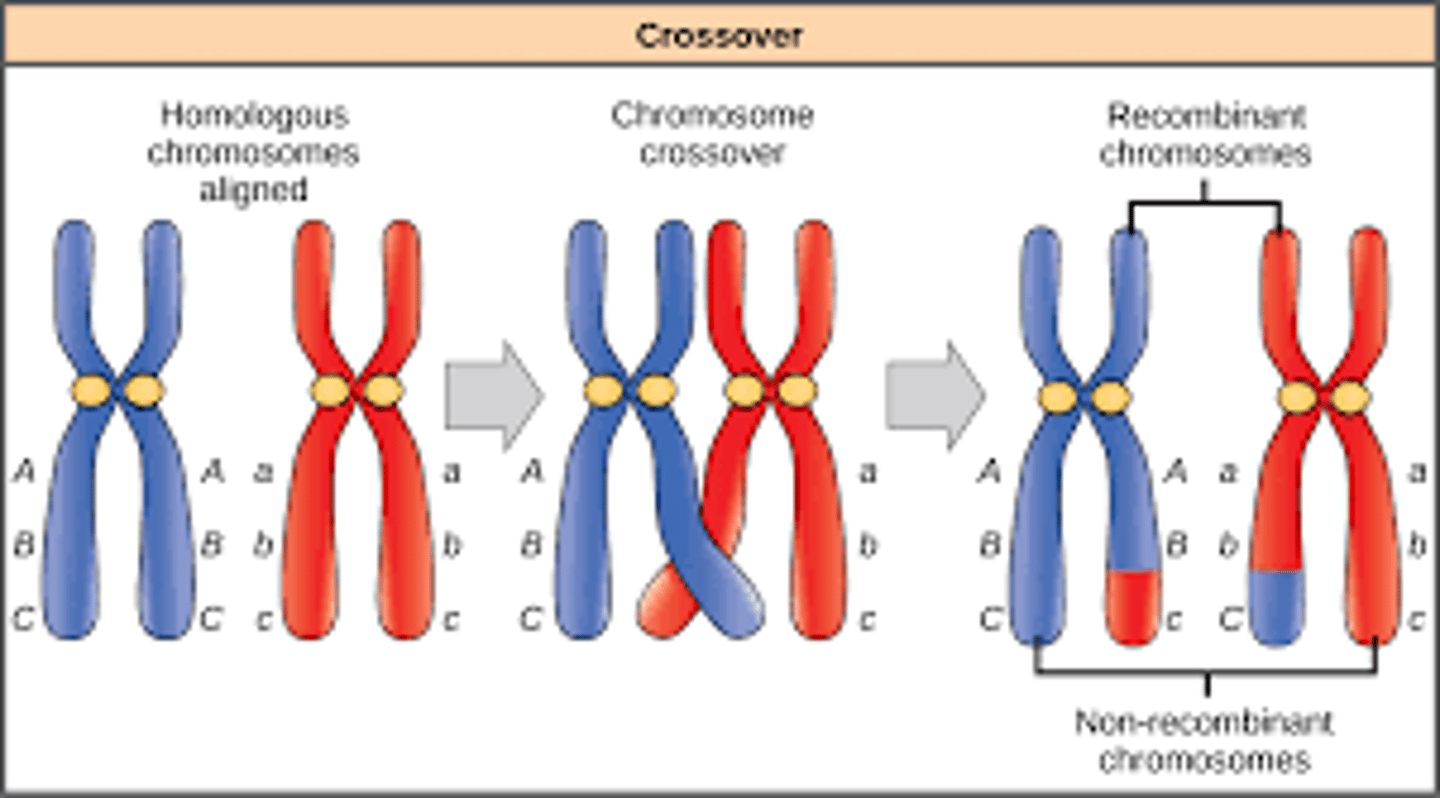 <p>True. Crossing over can happen multiple times in the same Tetrad, and can unlink previously-linked genes.</p><p>This is called Recombination.</p>