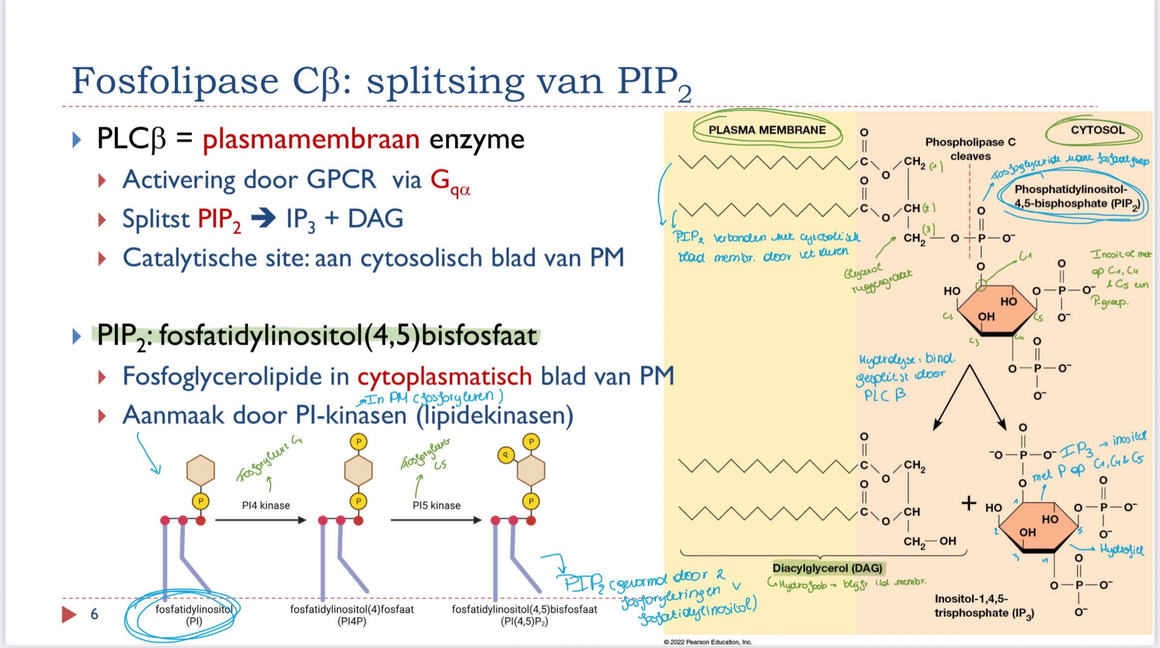 <p>inositol met op C1, C4 en C een fosfaatgroep</p>