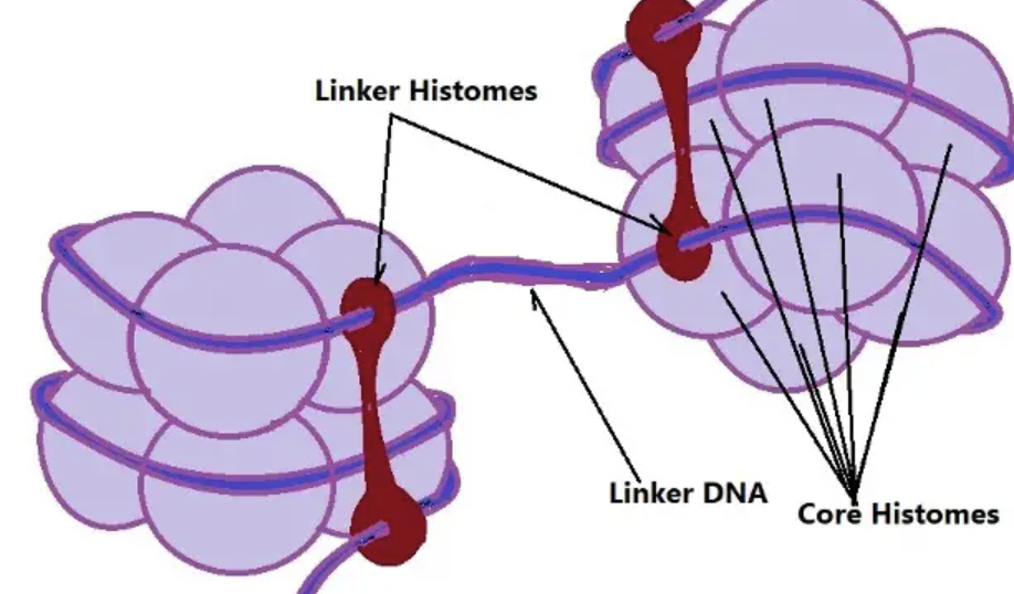 <p>Binds to the outside of each nucleosome to help condense the chromatin</p>