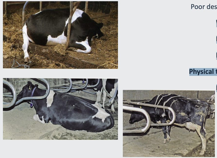<p><strong>Walking and standing in slurry</strong></p><p>softens the horn of the hoof</p><p></p><p><strong>Less time spent lying down</strong></p><p>reduced rumination</p><p></p><p><strong>More time standing</strong></p><p>Foot anoxia – blood flow slow</p><p></p><p><strong>Physical trauma</strong></p><p>damaged hocks and carpi.</p><p></p><p><strong>Physical damage and impact forces feet</strong></p><p>Narrow passage ways</p><p>sharp turns</p>