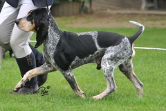 <p>Origin: France</p><p>Height: 20-23 in</p><p>Weight: 88-106 lbs</p><p>Life Span: 12 yrs</p><p>Type: Scent Hound</p>
