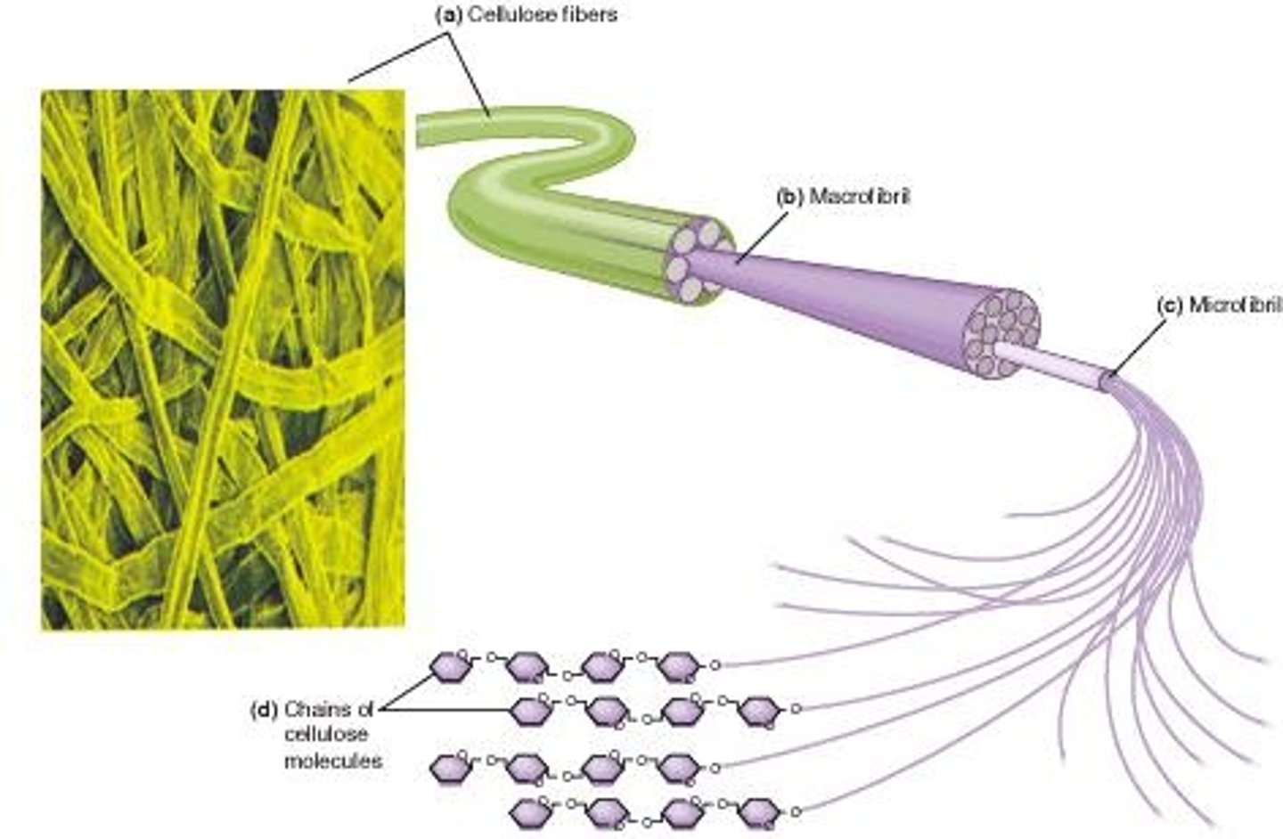 <p>Cable-like structures forming plant cell walls.</p>