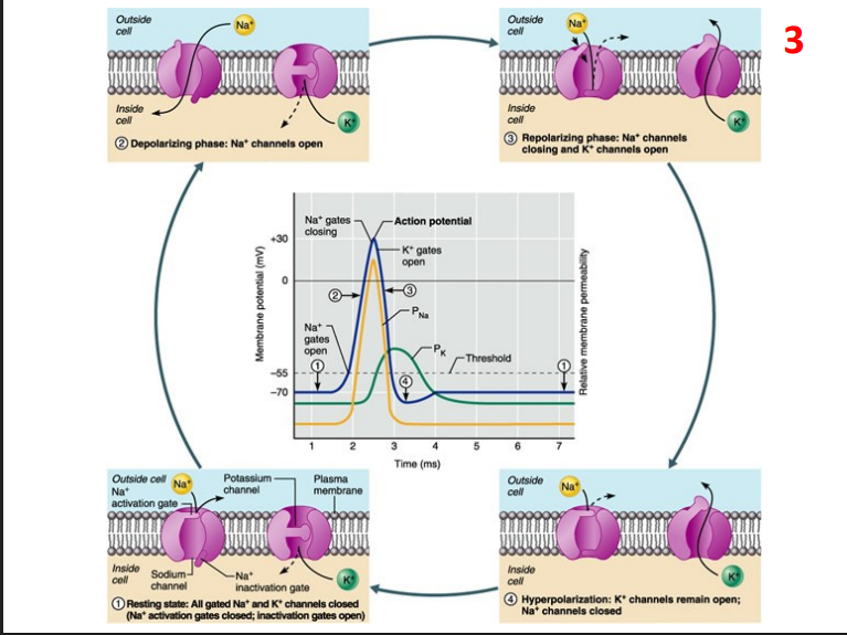 <p>Positive Feedback - Action Potentials</p>