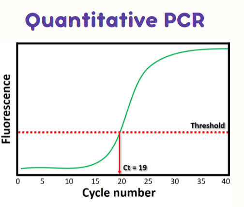 <ul><li><p><span>Chemistry: use fluorescent dyes, probes, or primers</span></p><ul><li><p><span>Establish a linear correlation between PCR product and fluorescence intensity</span></p></li></ul></li><li><p><span>Detection: fluorescence detection to monitor amplification monitored in real time</span></p></li><li><p><span>Analysis: software analysis and estimate of template concentration</span></p></li></ul><p></p>
