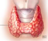 <p>gland also known as “shield” in Latin, produces T3, T4, &amp; calcitonin </p>