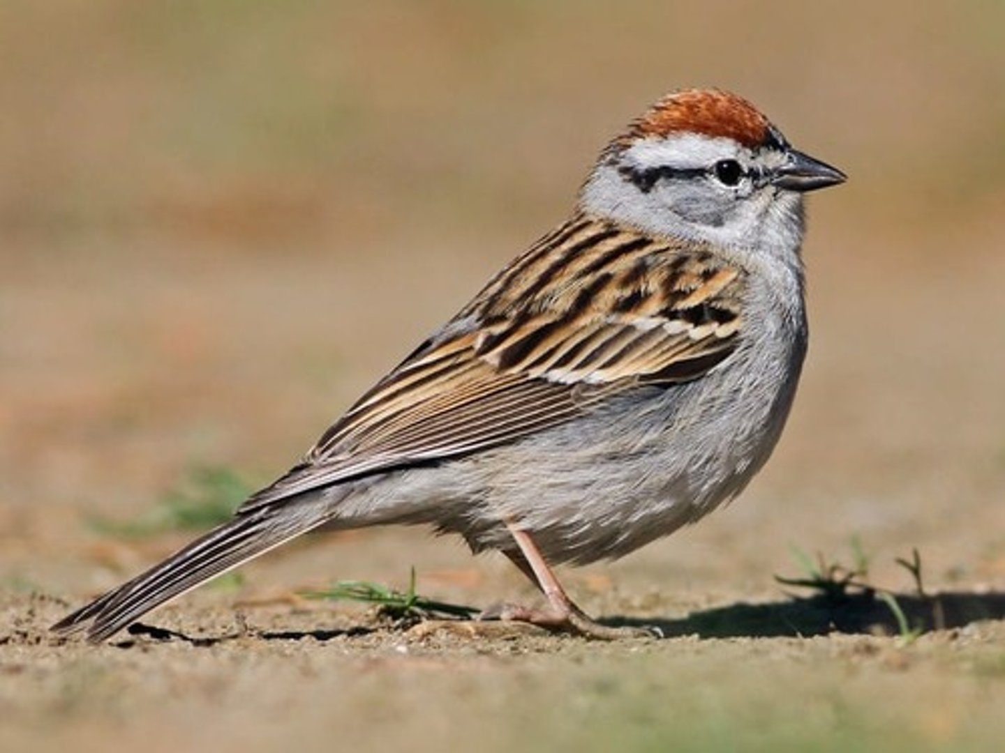 <p>Passeriformes</p><p>Passerellidae</p>