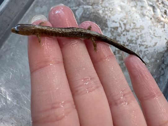 <p>Plethodon cinereus. Plethodontidae. </p>
