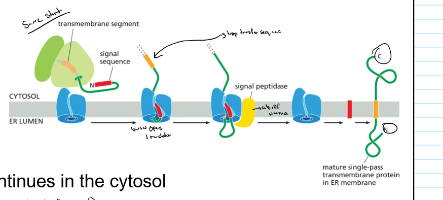 <ul><li><p>ER signal sequence: N-terminal start transfer</p></li><li><p>TM domain is a stop transfer sequence → laterally diffuses into lipid bilayer</p></li><li><p>protein synthesis continues in the cytosol → COOH in cytosol</p></li></ul>