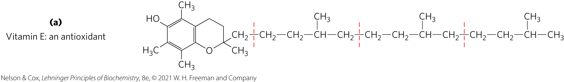<ul><li><p class="s45"><strong>vitamin E </strong>= collective name for a group of lipids called <strong>tocopherols</strong></p></li><li><p class="s50"><strong>tocopherols </strong>= hydrophobic compounds that contain a substituted aromatic ring and a long isoprenoid side chain</p><ul><li><p class="s53">associate with cell membranes, lipid deposits, and lipoproteins</p></li><li><p class="s53">biological antioxidants</p></li></ul></li></ul><p></p>