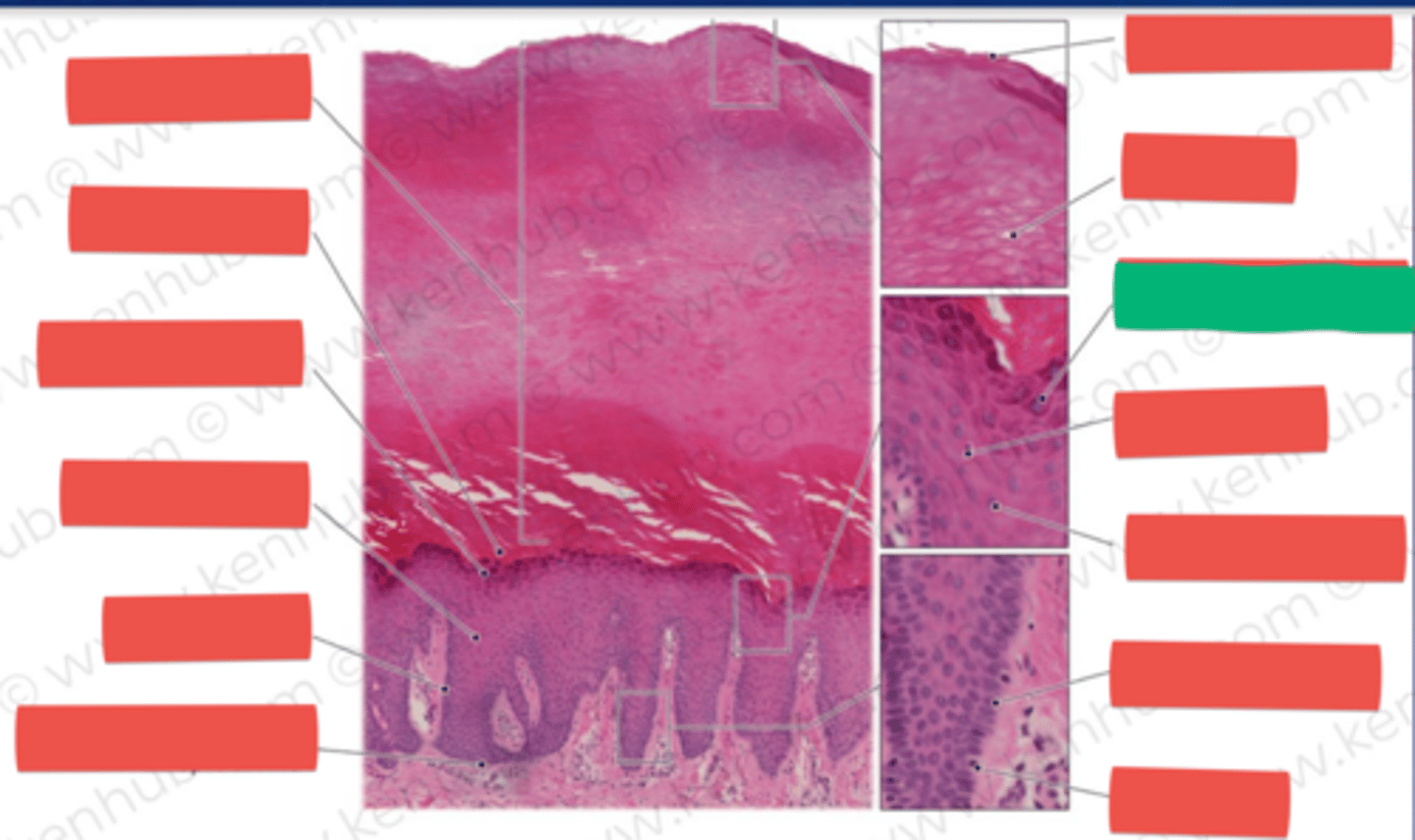 knowt flashcard image