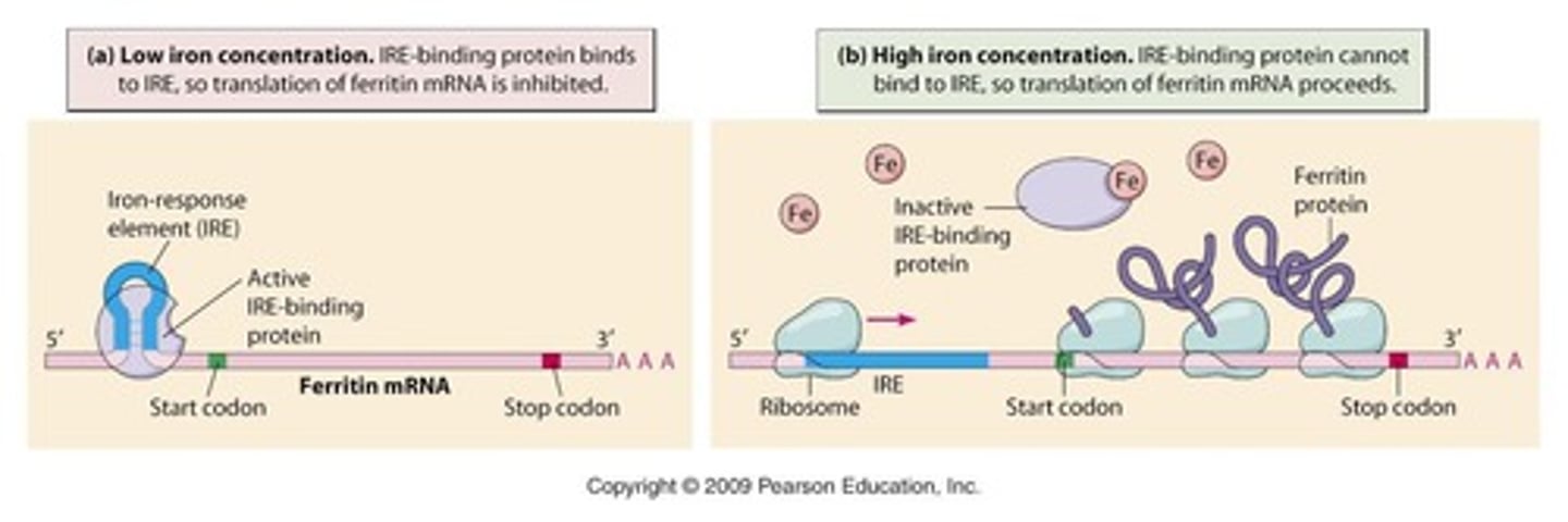 <p>Ferritin mRNA - stem hairpin loop structure</p>