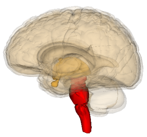 <ul><li><p>the oldest part and central core of the brain</p></li><li><p>begins where the spinal cord swells as it enters the skull</p></li><li><p>responsible for automatic survival functions</p></li></ul><p></p>