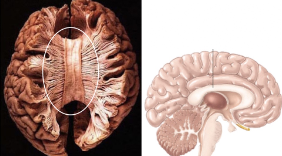 <p>label this structure</p>