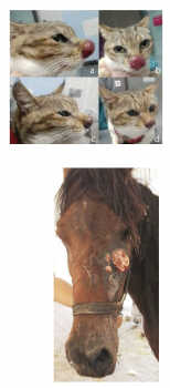 <p>Nasal swelling, CNS signs, nasal granulomas, cutaneous lesions, pneumonia </p>