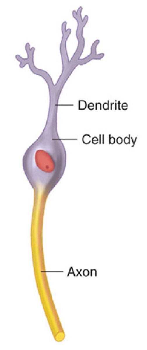 <p>- 2 cellular processes</p><p>- 1 dendrite and 1 axon that extend directly from the cell body</p>