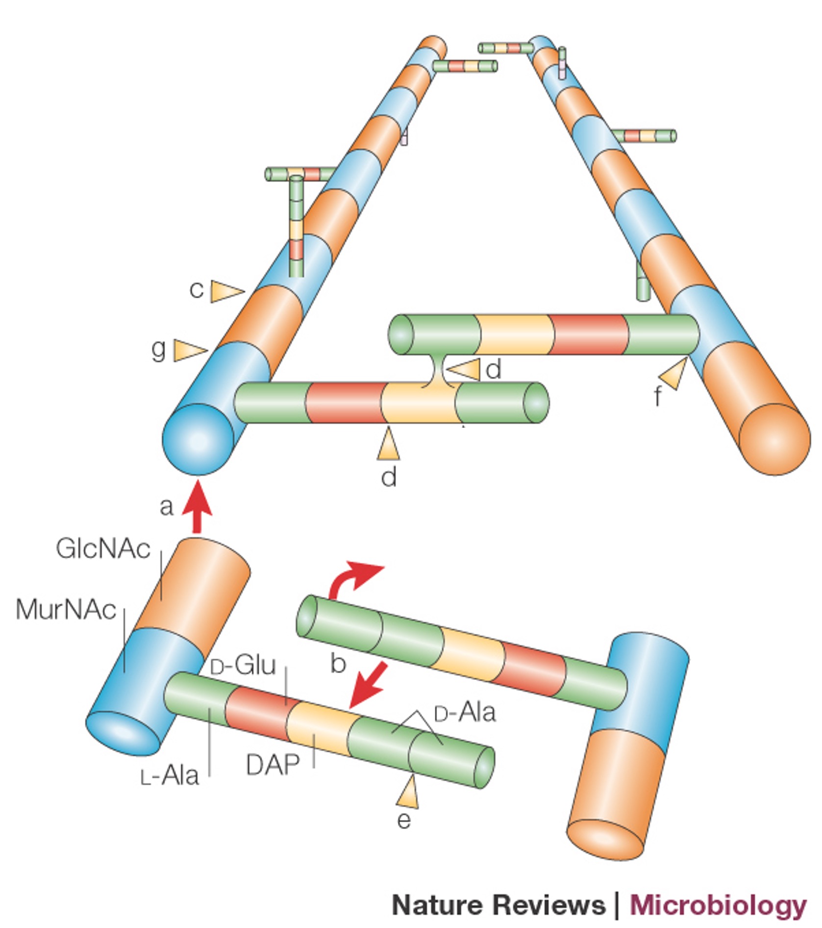 <p>Enzymes invovled in Peptidoglycan synthesis</p>