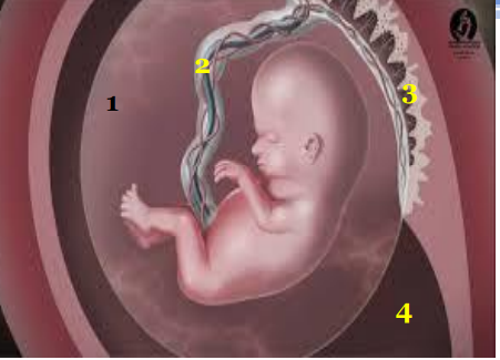 <p>W strukturze oznaczonej numerem 2 biegnie:</p>