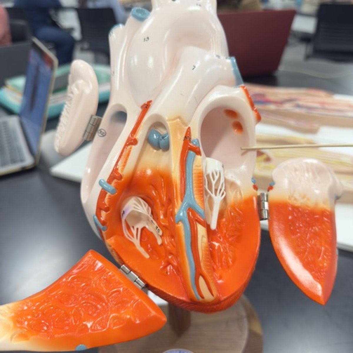 <p>Identify the chamber of the heart.</p>