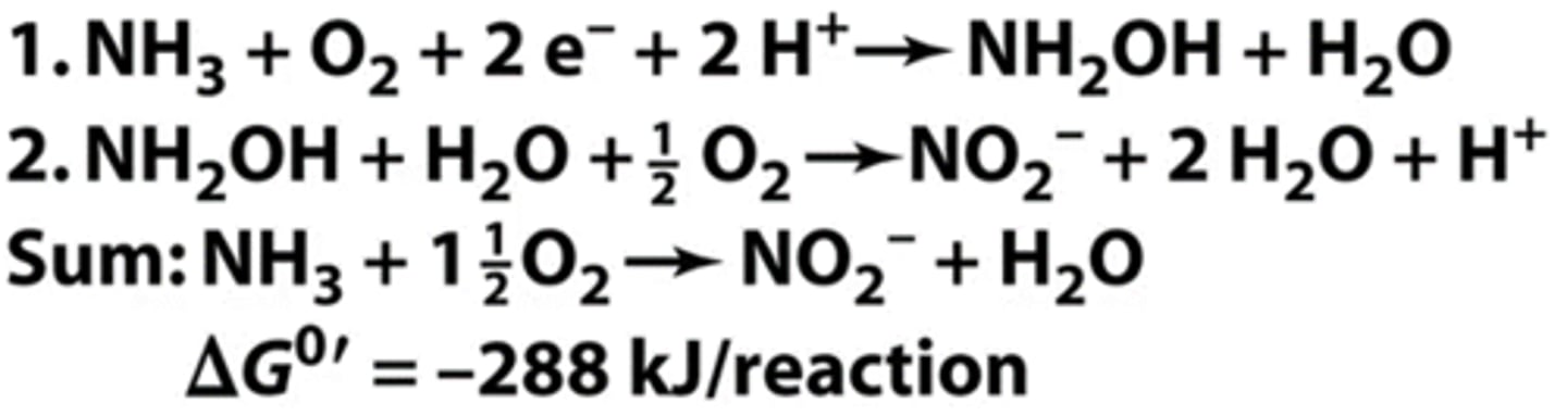 <p>- ammonia-oxidizing bacteria/archaea</p><p>series of step-wise reactions to:</p><p>1) oxidize ammonia into hydroxylamine</p><p>2) oxidize hydroxylamine into nitrite</p>