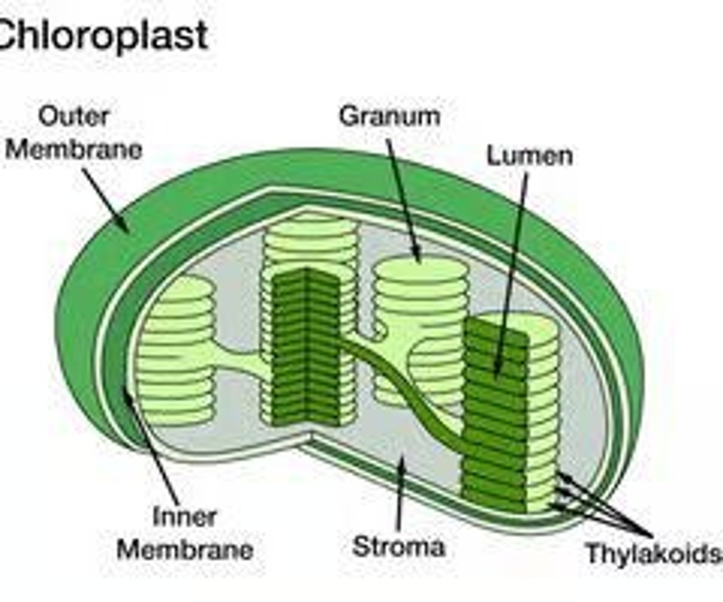 <p>Double membraned organelles where photosynthesis occurs.</p>