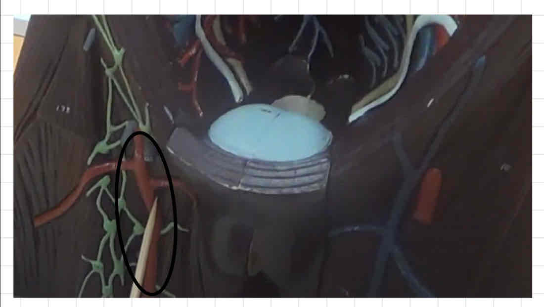 <p>what is this? (torso model)</p>