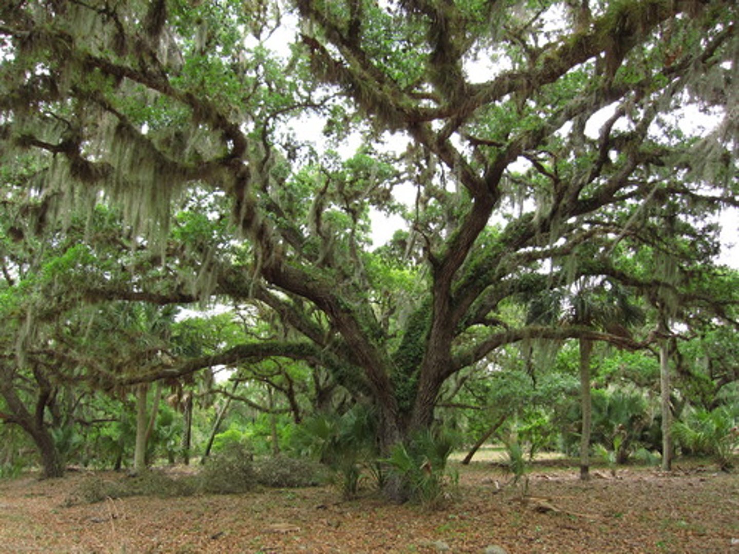 <ul><li><p>large</p></li><li><p>wide spreading trunk and butressed</p></li><li><p>65-85 tall</p></li><li><p>upper leaf is shiny and green but underneath is gray and green</p></li><li><p>acorns with cap covers</p></li></ul><p></p>