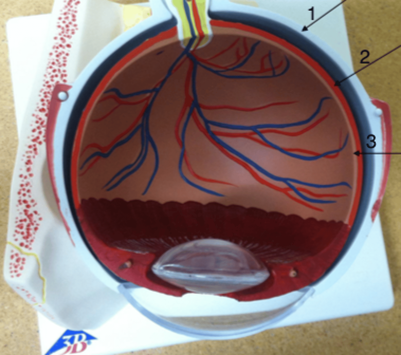 <p>2 (red)</p>