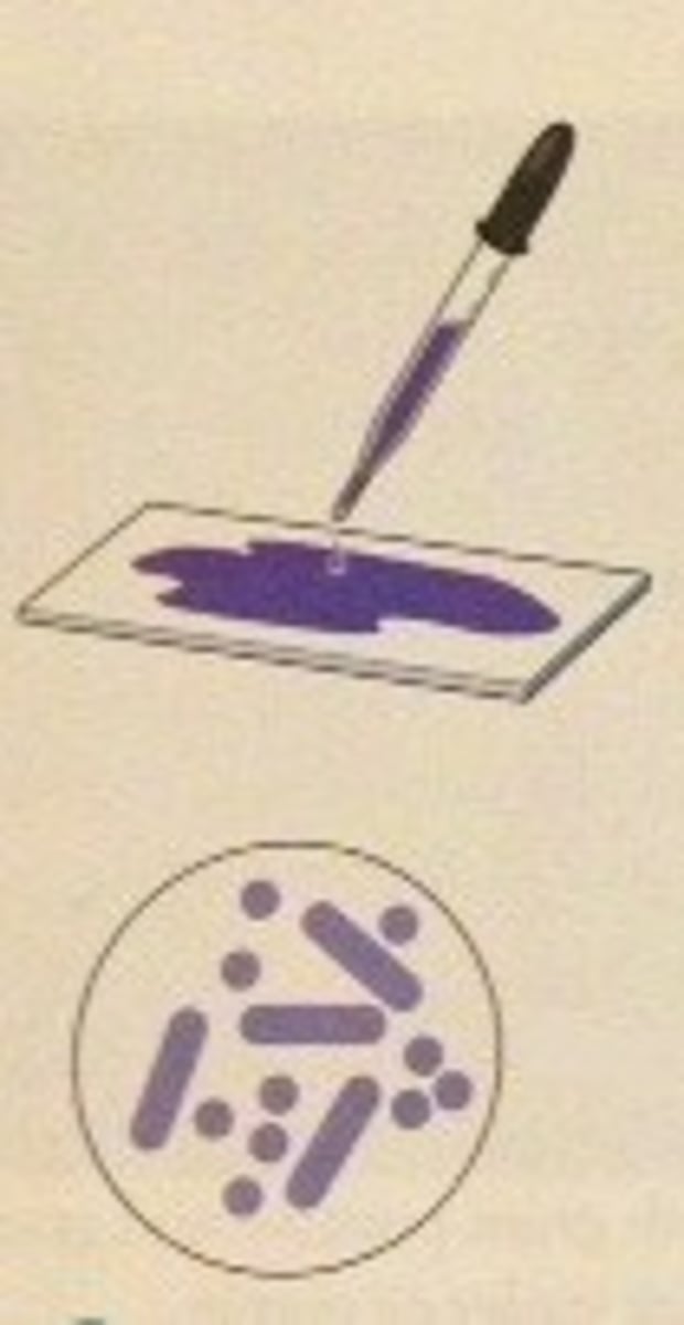 <p>primary stain in gram stain</p>
