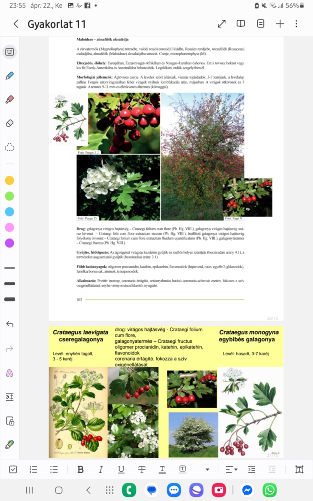 <p><strong>EGYBIBÉS GALAGONYA</strong></p><p><strong>Család, alcsalád, faj:</strong></p><p>Rosaceae - rózsafélék családja</p><p>Maloideae - almafélék alcsaládja</p><p><strong>Előfordulás:</strong> Európában, ÉNY-Afrikában, NY-Ázsiában őshonos → behurcolva: É-Amerika, Ausztrália; legelőkön, erdő szegélyében</p><p><strong>Morfológia:</strong></p><ul><li><p>tövises bokor/kis fa/ágtövises cserje, microphanerophyta</p></li><li><p>LEVÉL: szórt állású, visszás tojásdad, 3-7 karéjú, pálhás levélalappal, HASADT</p></li><li><p>VIRÁGZAT: forgós sátorvirágzat → fehér virágok lombfakadás után, máj.; 5 körös és 5 tagú virág</p></li><li><p>TERMÉS: 9-11 mm-es élénkvörös áltermés (kőmaggal)</p></li></ul><p><strong>Drog:</strong> galagonya virágos hajtásvég - Crataegi folium cum flore (VIII.),száraz kivonat - C. folii cum flore extractum siccum (VIII.),  beállított galagonya virágos hajtásvég folyékony kivonat - C. folium cum flore extractum fluidum quantificatum, galagonyatermés - Crataegi fructus</p><p><strong>Hatóanyagok:</strong> oligomer procianidin, katehin, epikatehin, flavonoidok (hiperozid, rutin), fenolkarbonsavak, aminok</p><p><strong>Alkalmazás:</strong> + inotrop, coronaria értágító, antiarrythmiás coronaria-sclerosisnál, fokozza a szív oxigénellátását, enyhe vérnyomáscsökkentő, nyugtató</p><p><strong>Gyűjtés:</strong> ágvégek szellős helyen szárítva, termések aug.-</p>