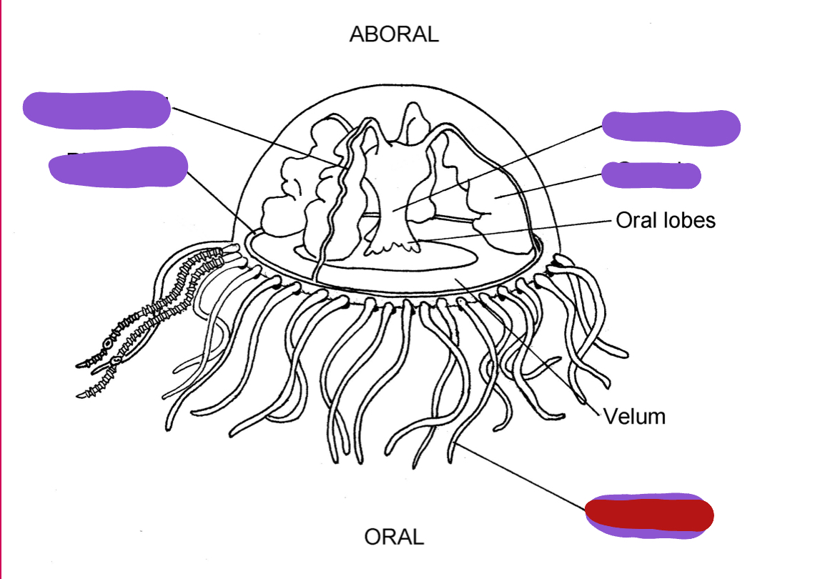 <p>Identify the red structure</p>