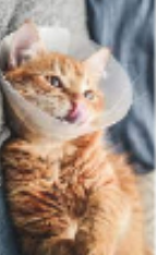<p>cat restraint #5</p>