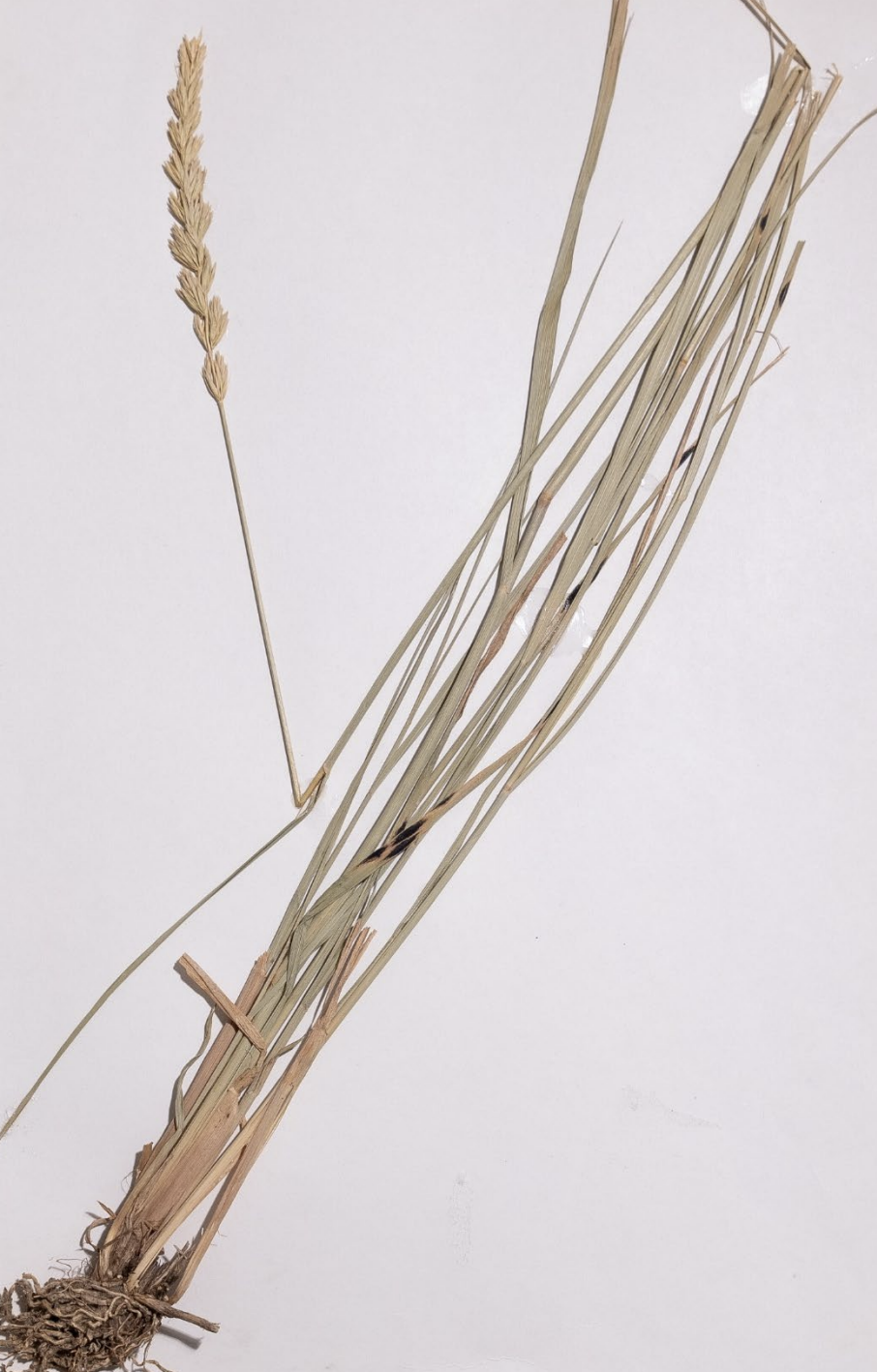<p>What is this plant’s scientific name?</p>