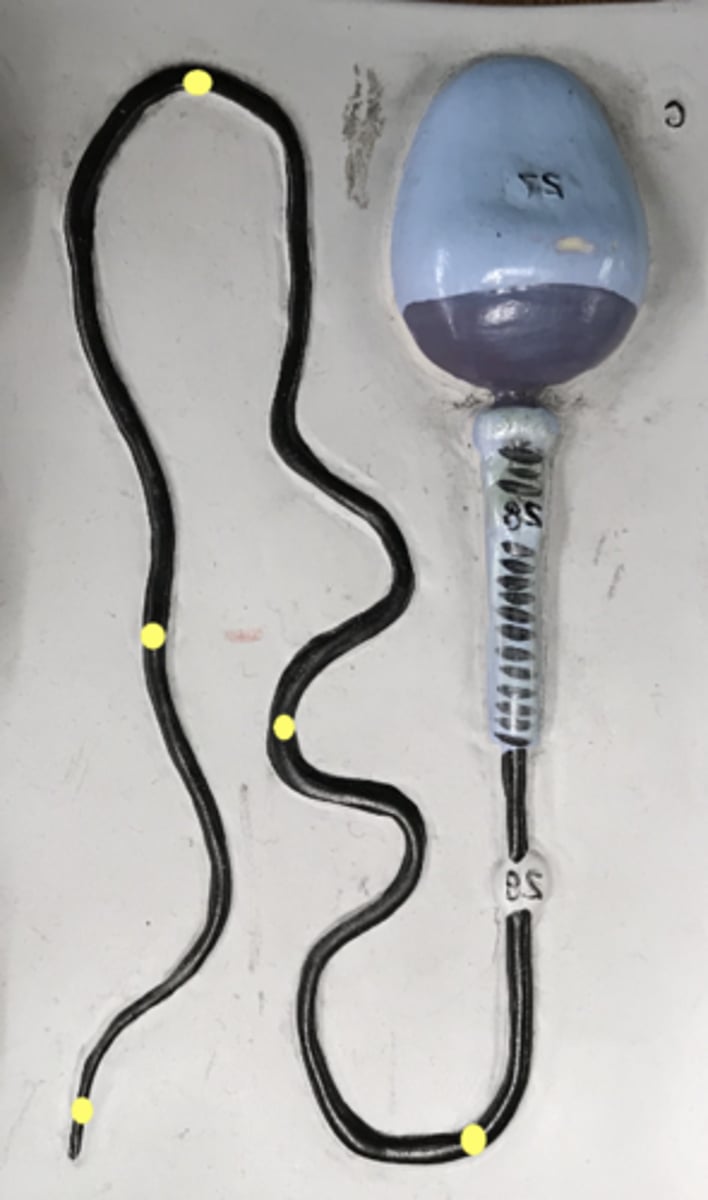 <p>name this region</p>