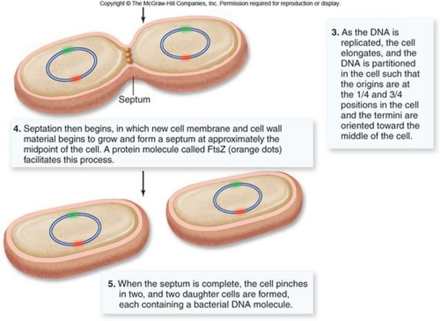 <p>Asexual reproduction in prokaryotes via division.</p>