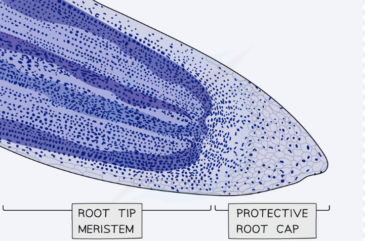 * Staining each structure differently
* acetic acid= binds to DNA stains chromosomes dark red
* eosin= stains cytoplasm
* sudan red= stains lipids
* Iodine in potassium iodide solution= stains cellulose in plant cell walls yellow and starch blue/black