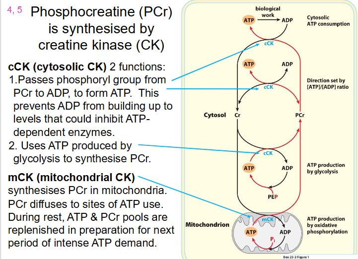 <p>How Phosphocreatine (PCr) is synthesised</p>