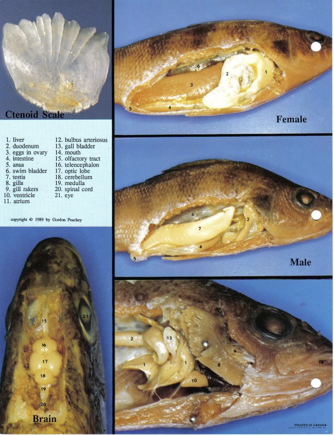 <p>Label the Image!! </p>