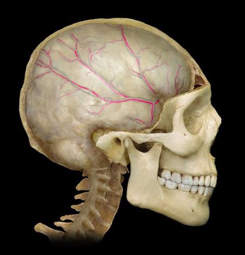 <p>three layers of protective tissue between the brain and skull</p>