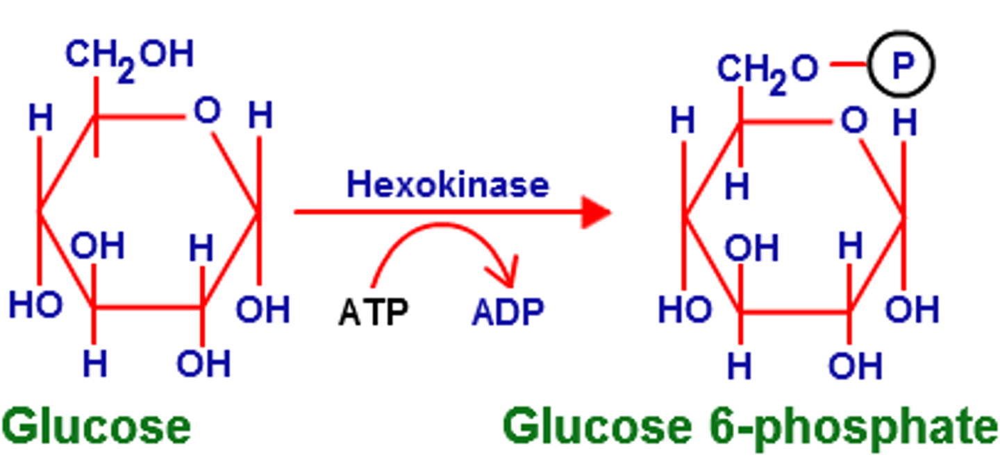 <p>Glucose is converted into glucose-6-phosphate by using 1 ATP, results in the glucose being trapped in the cell (cannot be exported out of cell)</p>