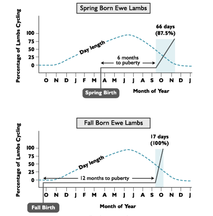<p><strong>Sheep born in the spring reach puberty ______ than those born in the Fall</strong> </p>