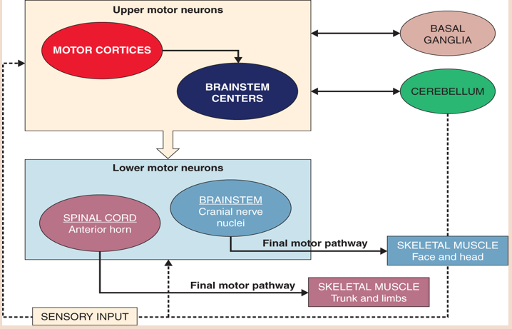 <p>Basal ganglia and cerebellum</p><p></p>