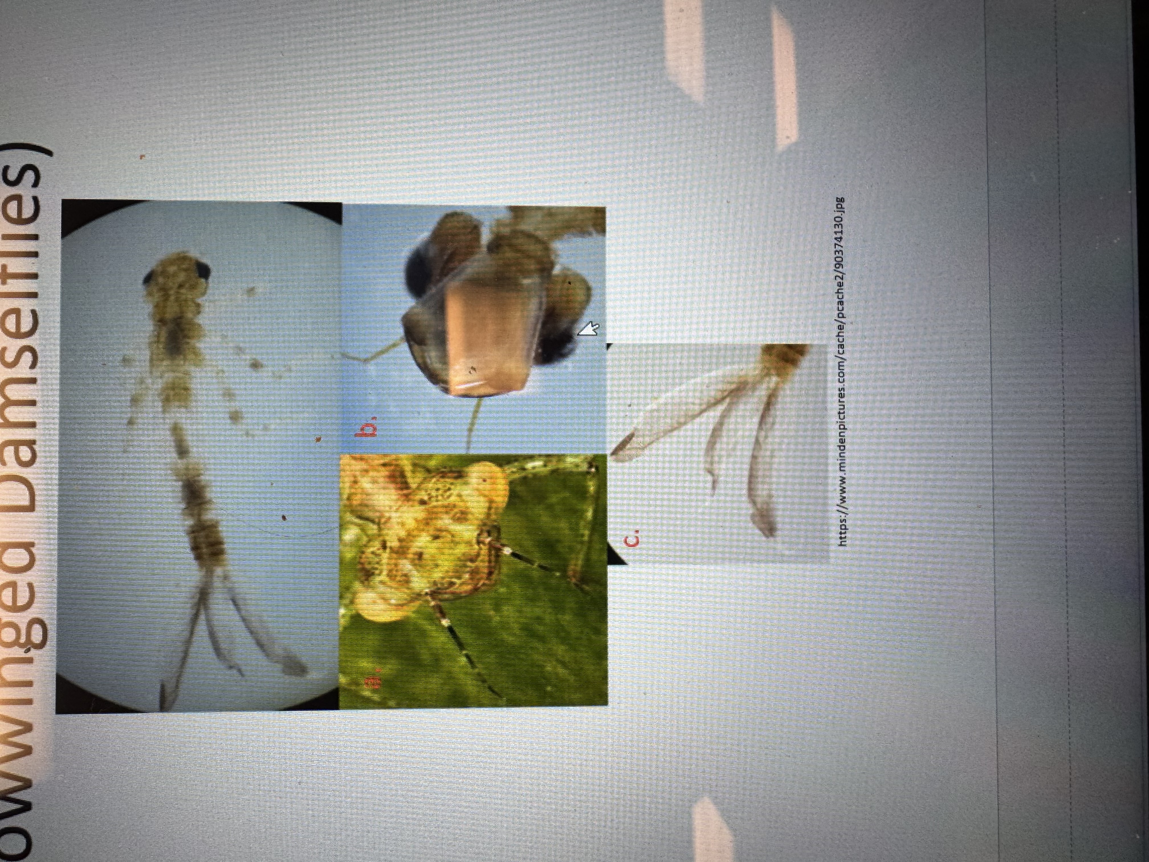 term image