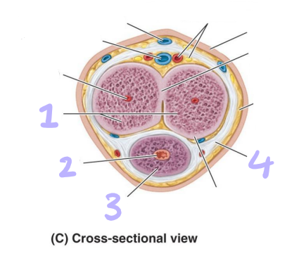 <p>identify structures 1-4</p>