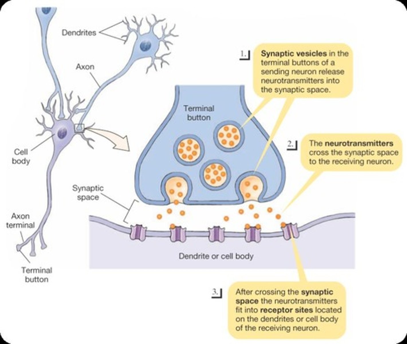 <p>Chemical messengers stored in synaptic vesicles that transmit signals across synapses.</p>