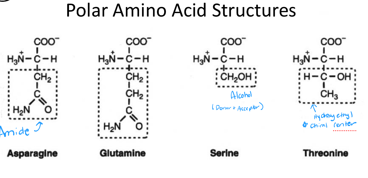 <ol><li><p>Asparagine</p></li><li><p>Glutamine</p></li><li><p>Serine</p></li><li><p>Threonine</p></li></ol><p></p>