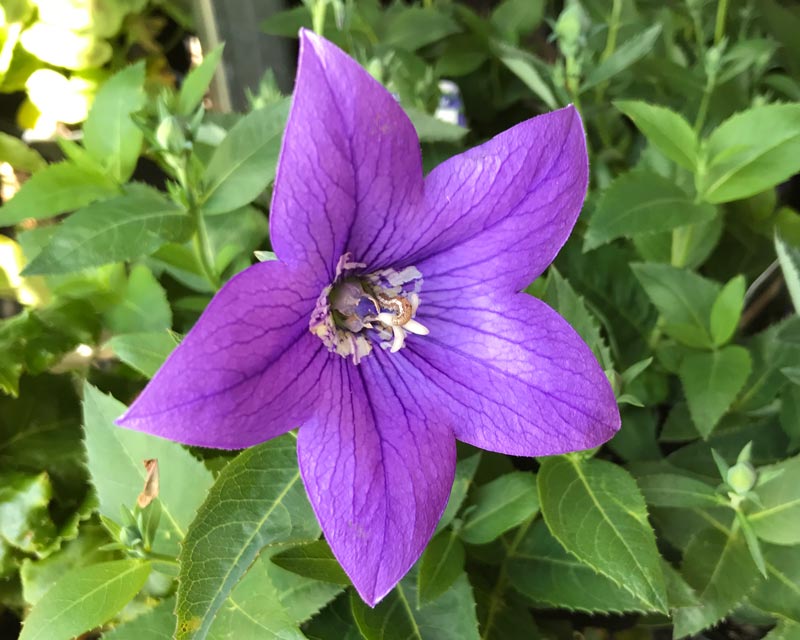 What is this?